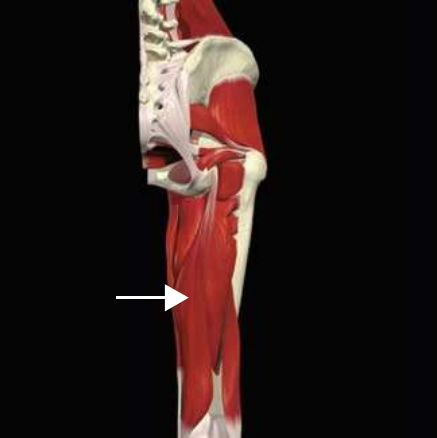 Semimembranosus