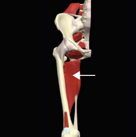 Adductor magnus, anterior fibers