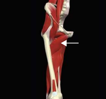 Adductor brevis
