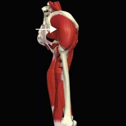 Gluteus medius, posterior fibers