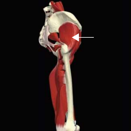 Gluteus minimus