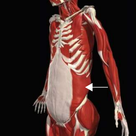 Internal oblique