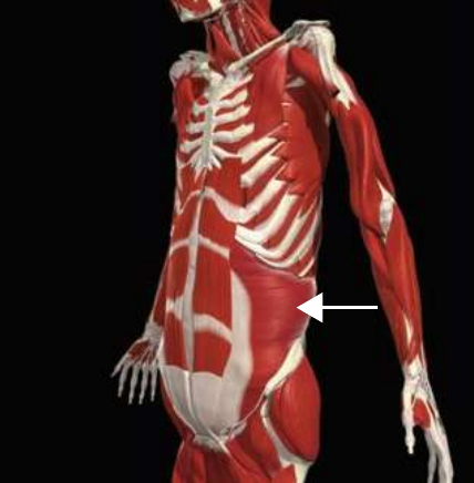 Transverse abdominis