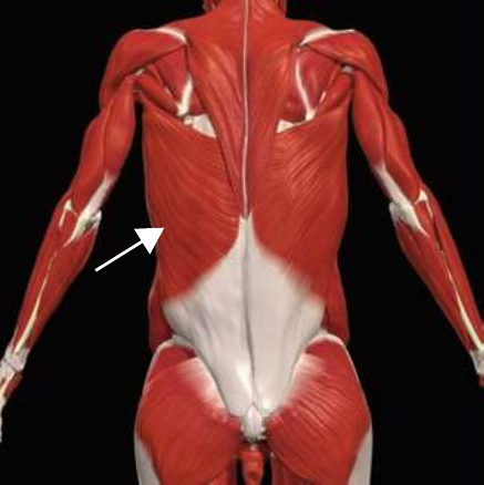 Latissimus dorsi