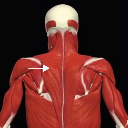 Middle trapezius