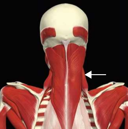 Levator scapulae