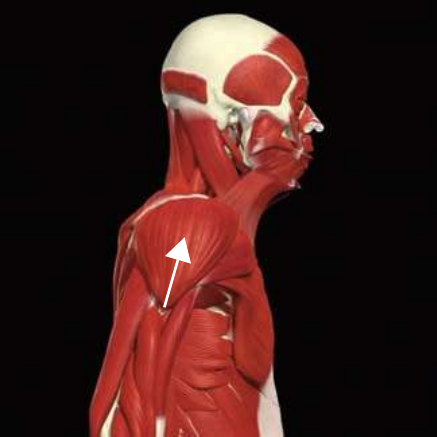 Medial deltoid