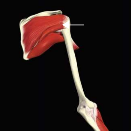 Teres minor
