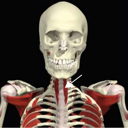 Longus colli