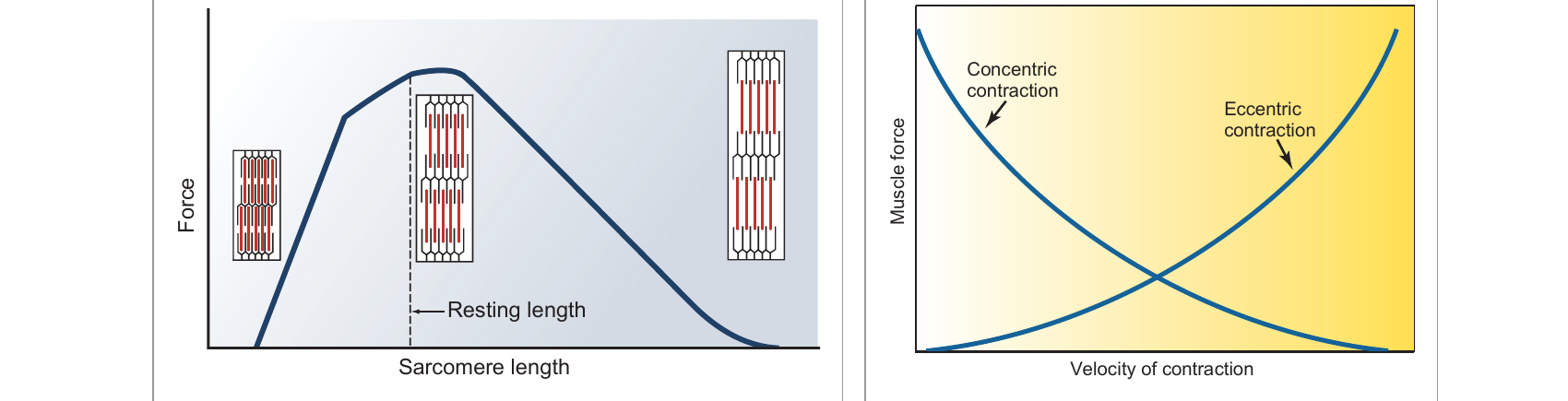 Length-tension relationships