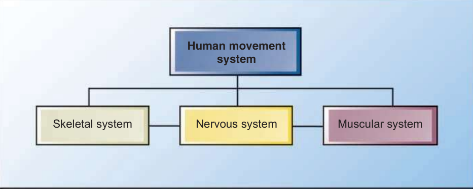 Components of the human movement system