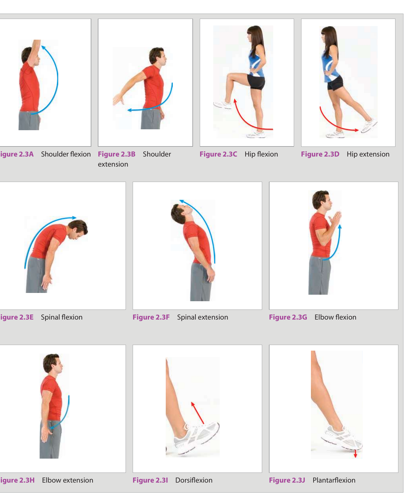 Sagittal-plane joint motions — shoulder, hip, spinal & elbow flexion/extension; dorsiflexion & plantarflexion