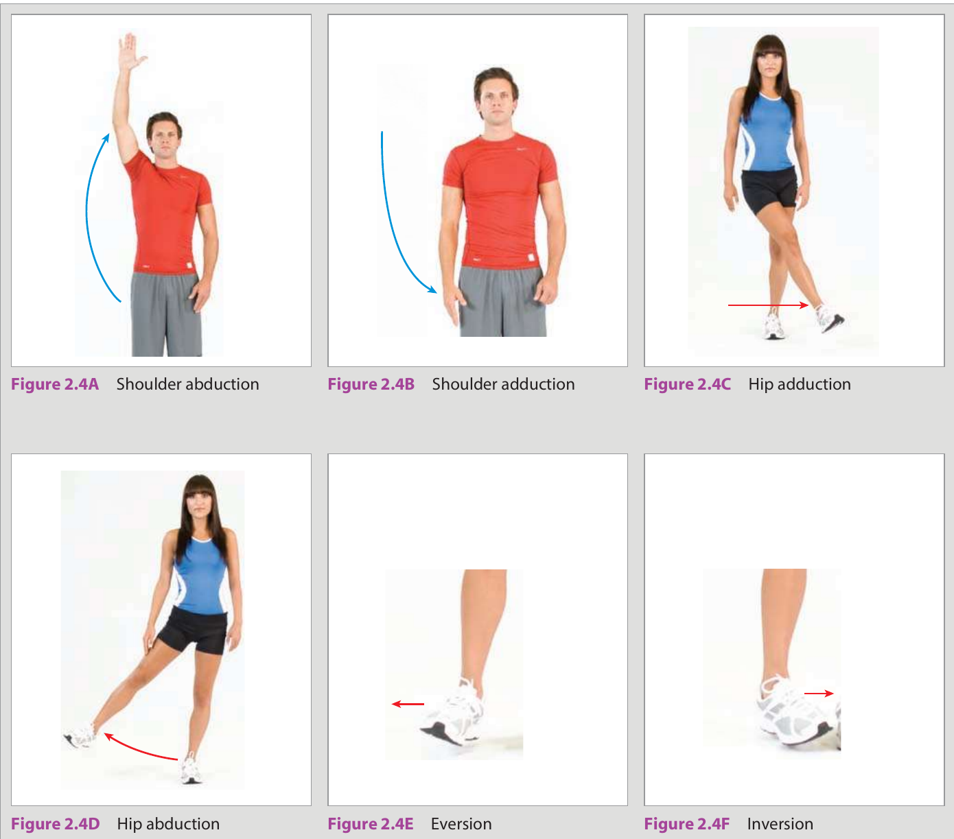 Frontal-plane joint motions — shoulder & hip abduction/adduction; eversion & inversion