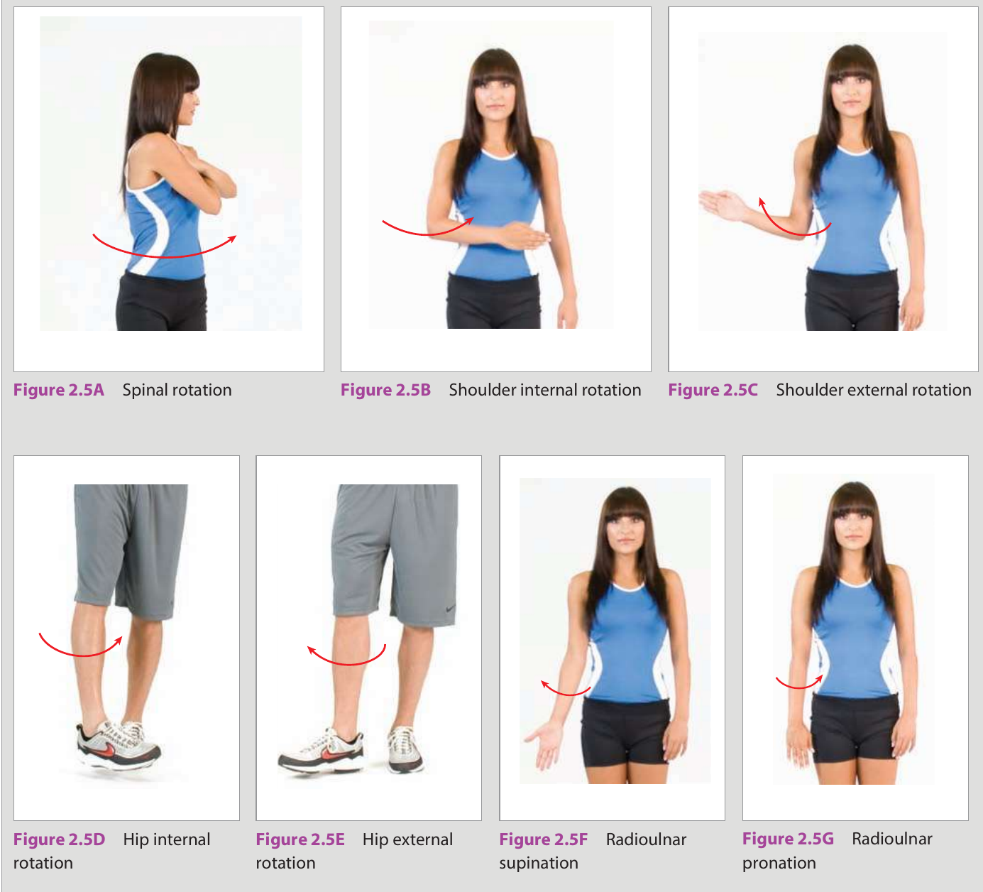 Transverse-plane joint motions — spinal rotation; shoulder & hip internal/external rotation; radioulnar pronation & supination