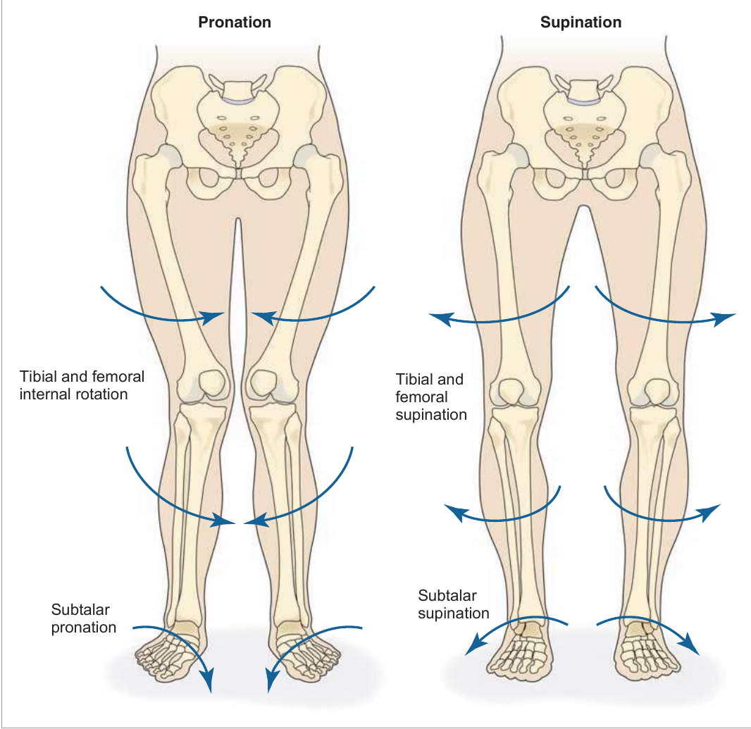 Lower extremity supination and pronation