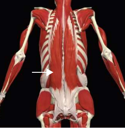 Iliocostalis: lumborum division