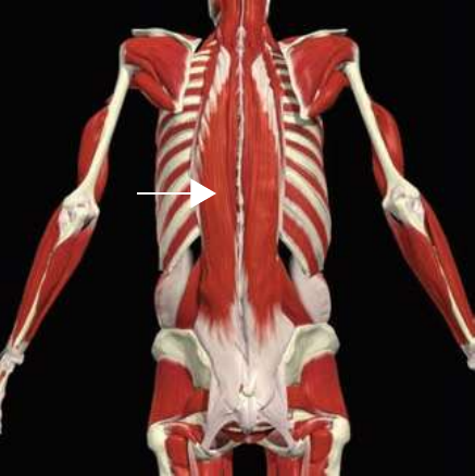 Iliocostalis: thoracis division