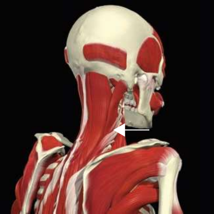 Longissimus: cervicus division
