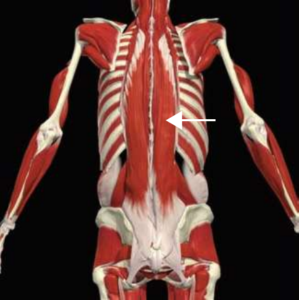 Longissimus: thoracis division