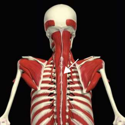 Spinalis: thoracis division