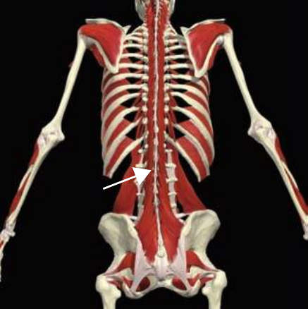 Multifidus highlighted along the lumbar spine