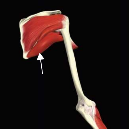 Teres major highlighted on the scapula and upper arm