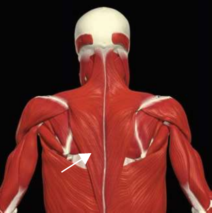 Lower trapezius highlighted on the upper back