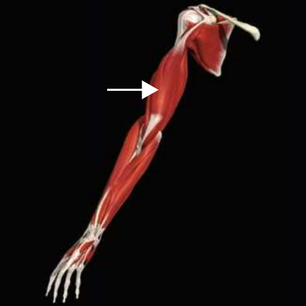 Biceps brachii