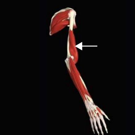 Brachialis