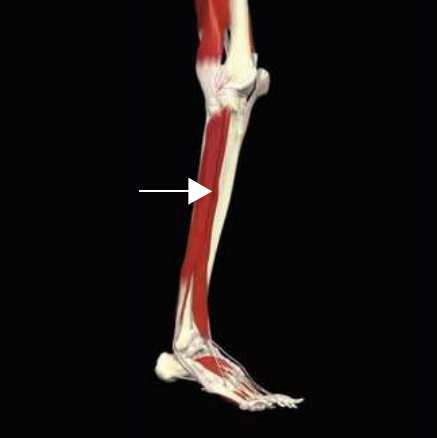 Fibularis longus anatomy