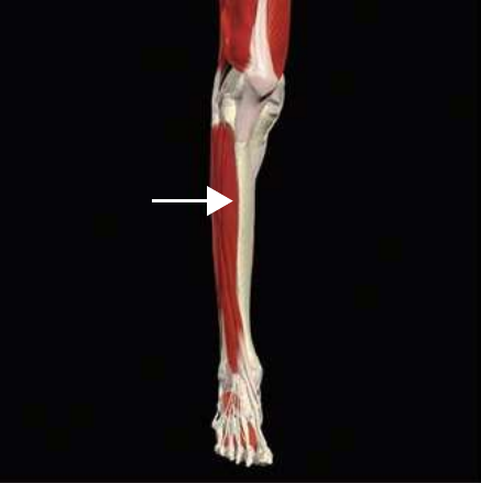 Tibialis anterior anatomy