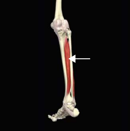 Tibialis posterior anatomy