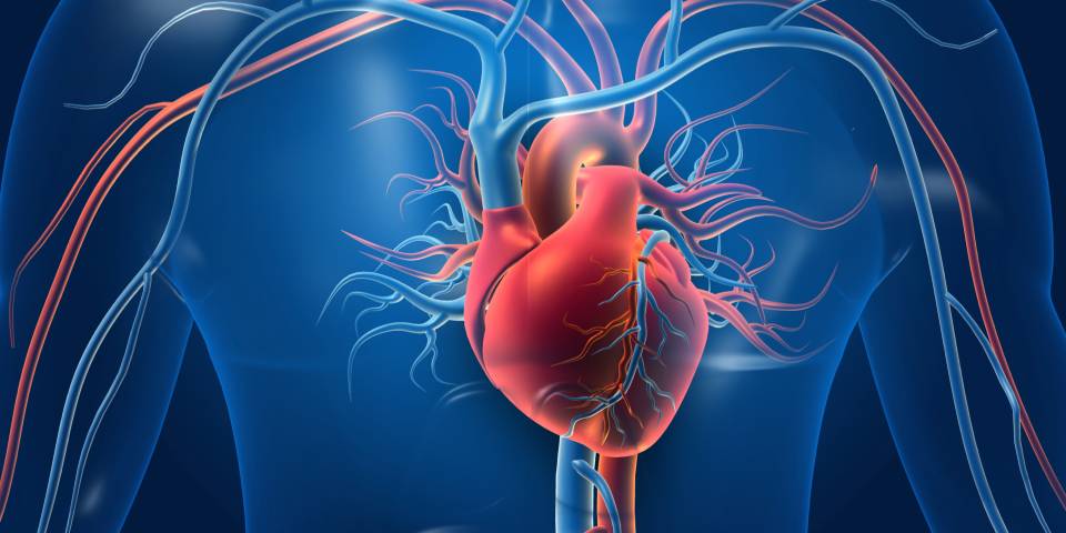 3D medical illustration of the human heart and blood vessels inside the chest