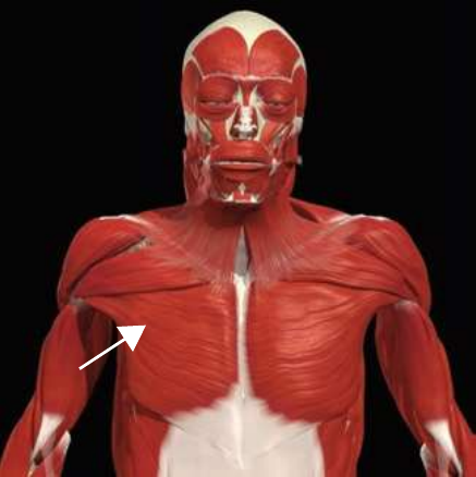 Pectoralis major on the anterior chest wall