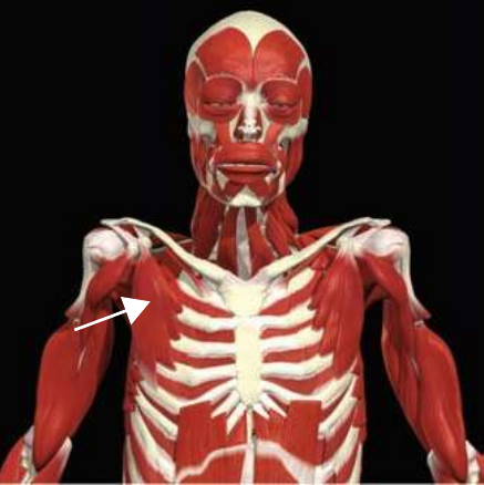 Pectoralis minor lying deep to the pectoralis major