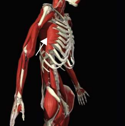 Serratus anterior on the lateral ribcage