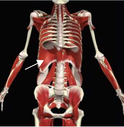 Diaphragm highlighted separating the thoracic and abdominal cavities
