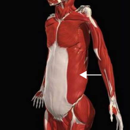 External oblique highlighted on the lateral abdominal wall