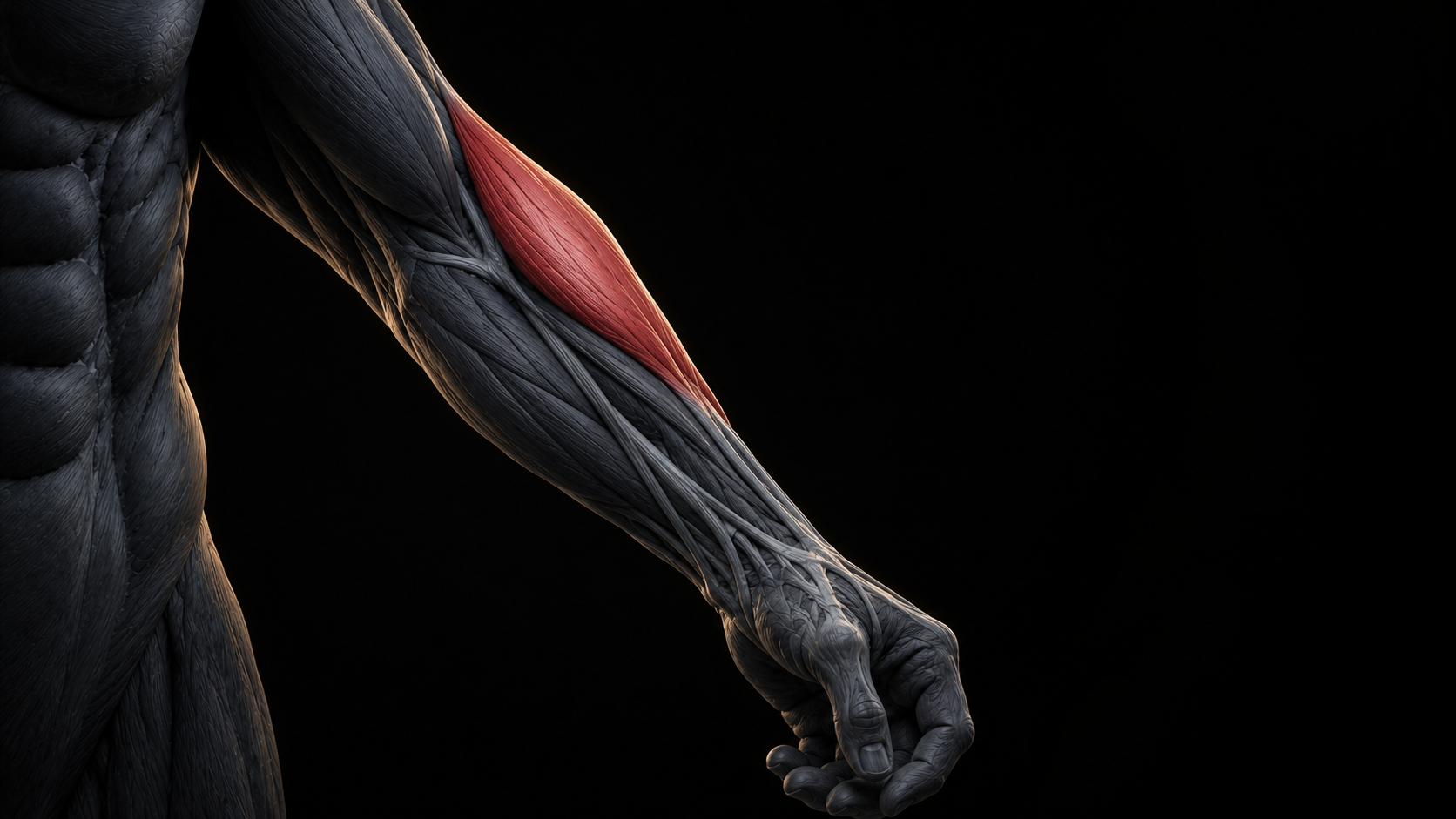 Brachioradialis highlighted on the forearm musculature