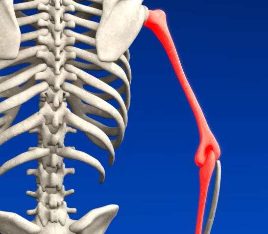 3D skeleton close-up showing the humerus highlighted in red connecting at the shoulder joint