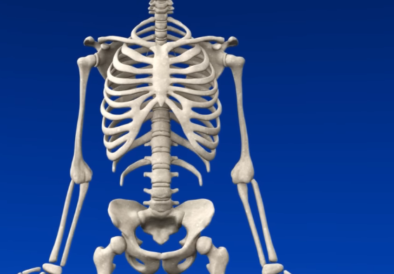 Full upper-body skeleton front view showing the natural outward carrying angle — forearms angle away from the body at the elbow
