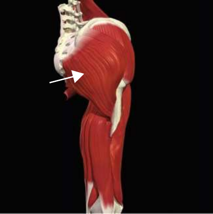 Gluteus maximus