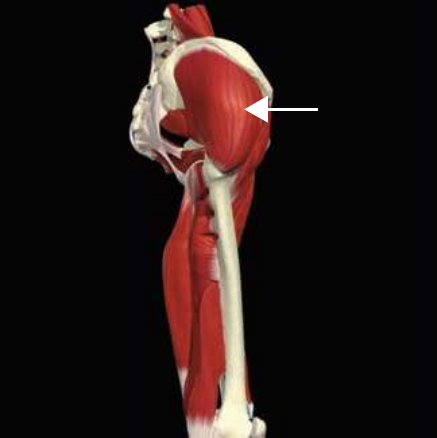 Anterior fibres of gluteus medius