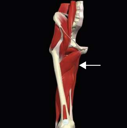 Adductor longus