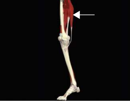 Gracilis