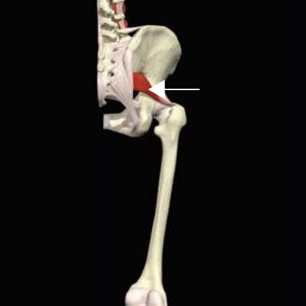 Piriformis