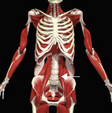 Psoas major