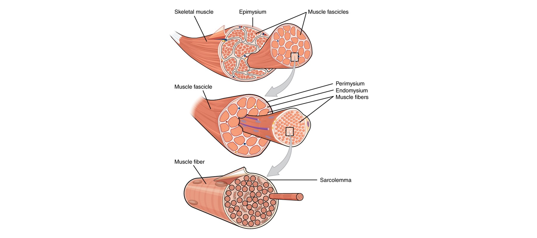 Labeled anatomical diagram of skeletal muscle structure — muscle, fascicle and muscle fiber levels