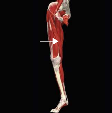 Sartorius, which crosses the front of the thigh but is not a quadriceps head