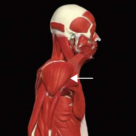 Anterior deltoid